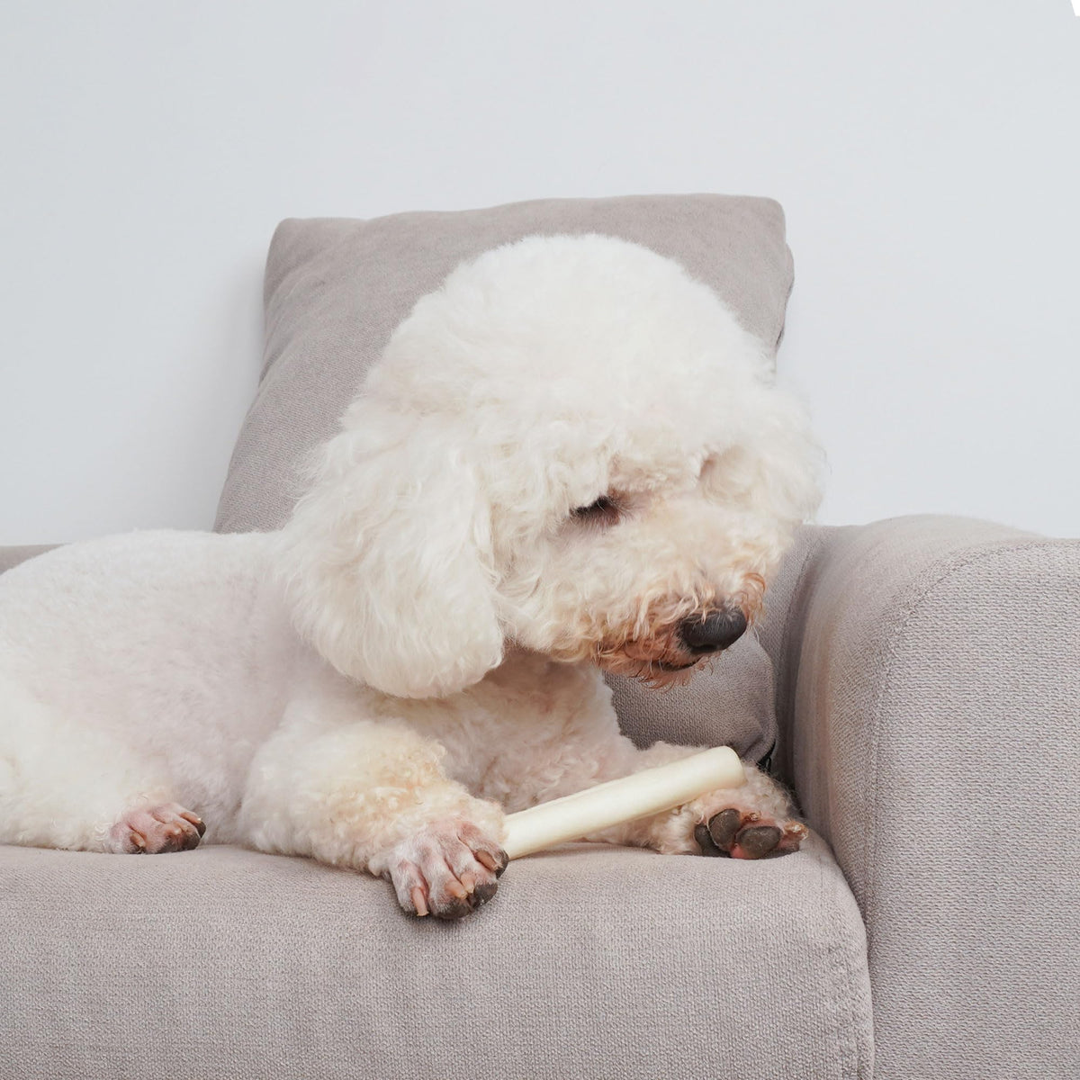 6Inch Natural Flavor Rawhide Rolls Dog Treats M65818
